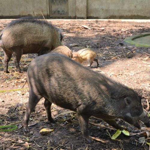NEGROS FOREST WARTY PIGS